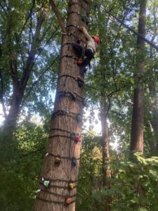 Die Klettergriffe ermöglichen sicheres Klettern am Baum.